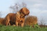 DOGUE DE BORDEAUX 200